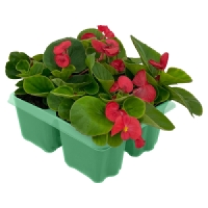 GARDENLINE Beetpflanzen, 4er-Tray