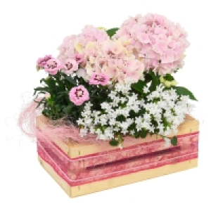 GARDENLINE Muttertagsarrangement 12.99 €