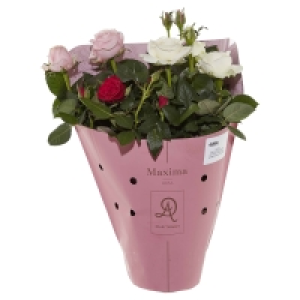 GARDENLINE Muttertags-Schnittblumen 6.99 €