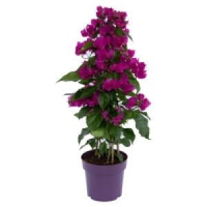Aldi Süd  GARDENLINE Bougainvillea-Pyramide