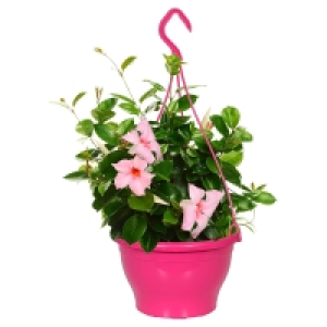 GARDENLINE Dipladenia-Ampel