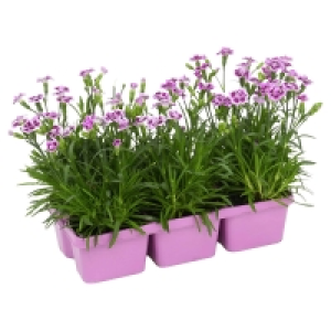 GARDENLINE Blühpflanze Dianthus, 6er-Tray