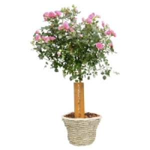 GARDENLINE Muttertagsarrangement 16.99 €