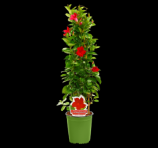 Penny  Dipladenia-Pyramide