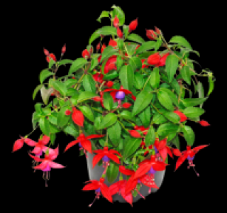 Fuchsie