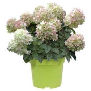 GARDENLINE Rispenhortensie 8.99 €