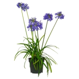 GARDENLINE Agapanthus 6.79 €