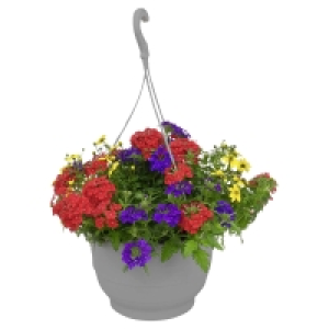 Aldi Süd  GARDENLINE Ampelpflanzen-Mix
