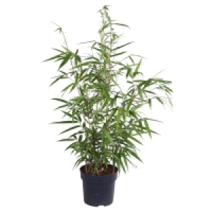 GARDENLINE Fargesia rufa