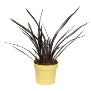 GARDENLINE Phormium