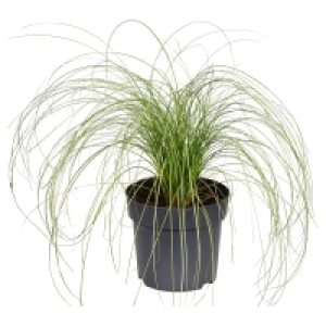 GARDENLINE Gräser, Farne und Grasähnliche