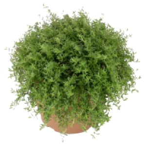 GARDENLINE Kräuter 7.99 €