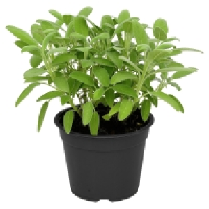GARDENLINE Kräuter 1.99 €