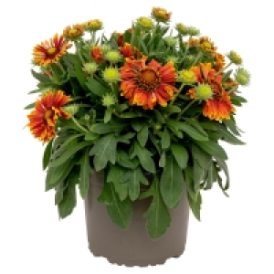 Aldi Süd  GARDENLINE Sommerstaude