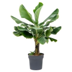 GARDENLINE Musa-Bananenstaude