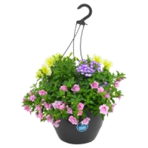 Aldi Süd  GARDENLINE Premium-Ampelpflanze