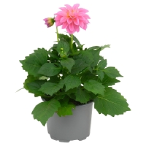 GARDENLINE Dahlie 1.39 €
