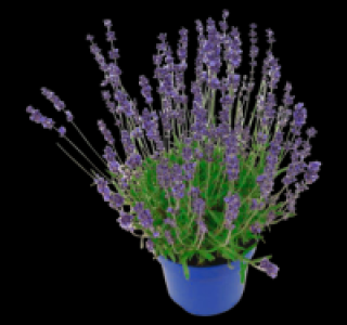Lavendel
