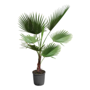 GARDENLINE Mediterrane Palme, XXL