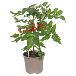 Aldi Süd  GARDENLINE Tomate am Spalier, XXL