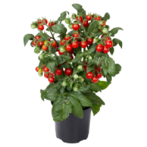 GARDENLINE Gourmetfestival 2.99 €