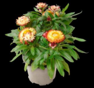Strohblume 1.79&nbsp;&euro;