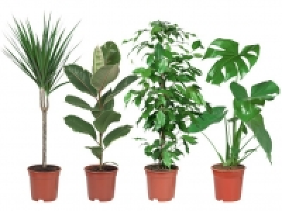 Gr&uuml;npflanze 3.99&nbsp;&euro;