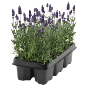 GARDENLINE Lavendel, 6er-Tray 3.99 €