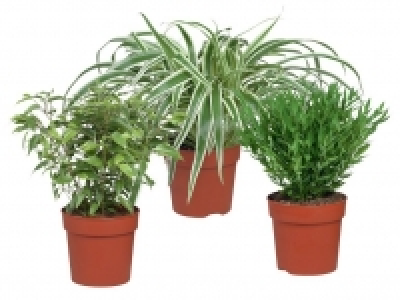 Gr&uuml;npflanzen 1.99&nbsp;&euro;