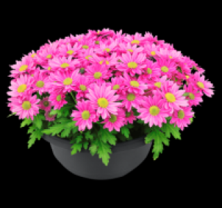 Chrysantheme
