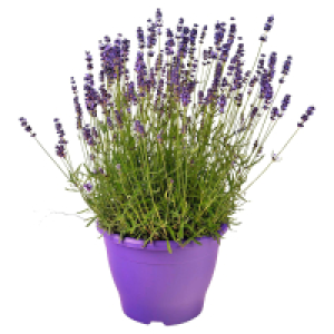 GARDENLINE Lavendel 4.99 €
