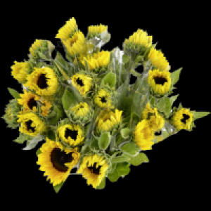 Sonnenblumen 3.99 €