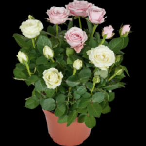 Rosen Dolce Amore 3.99 €