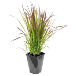GARDENLINE Imperata „Red Baron