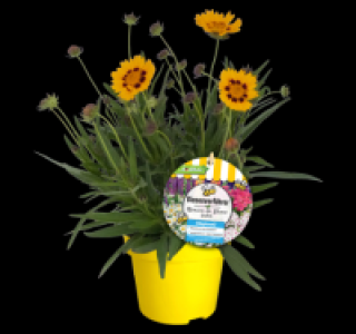 Bienenfreundliche Staude