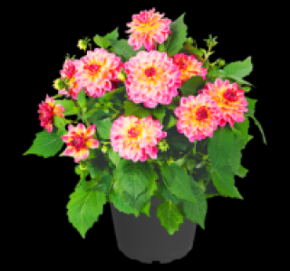 Farbenfrohe Dahlie