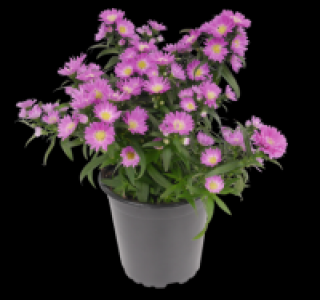 Penny  Glattblatt-Aster
