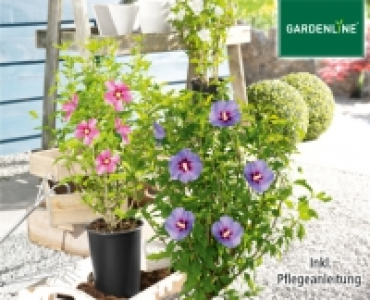 Aldi Süd  GARDENLINE®Gartenhibiskus