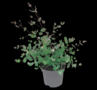 Eukalyptus