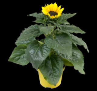 Sonnenblume 1.99&nbsp;&euro;