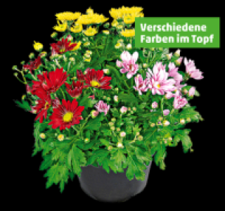 Penny  Bunte Chrysantheme