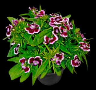 Bartnelke 1.79 €