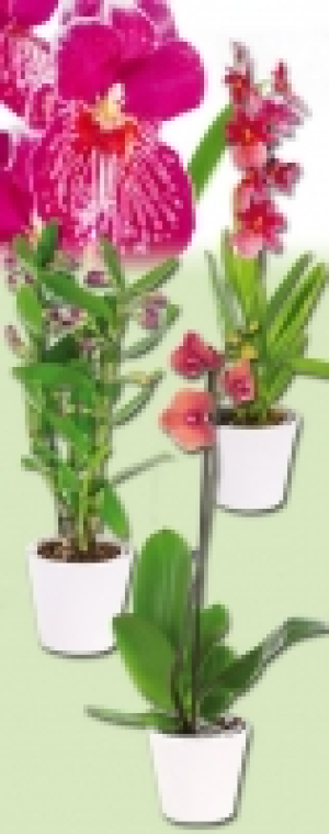 Orchideen 5.99 €