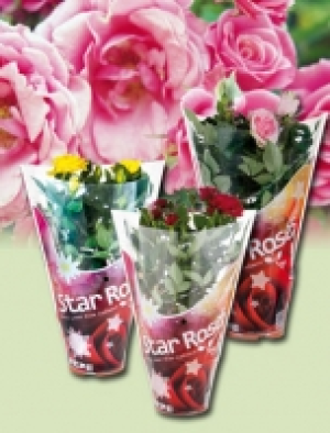 Topfrose 1.99 €