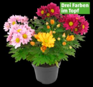 Penny  Chrysantheme