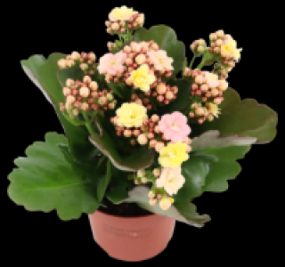 Penny  Kalanchoe
