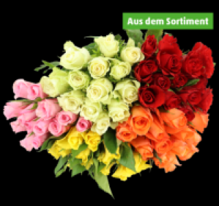 Penny  Wunderschöne Rosen