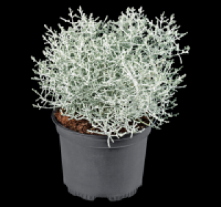 Stacheldrahtpflanze