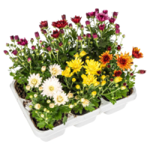 GARDENLINE Chrysanthemen, 6er-Tray 3.49 €