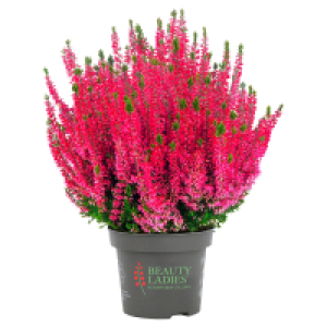 Aldi Süd  GARDENLINE Calluna
